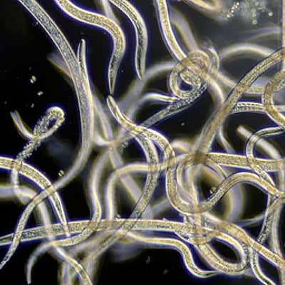 best worm farm composter