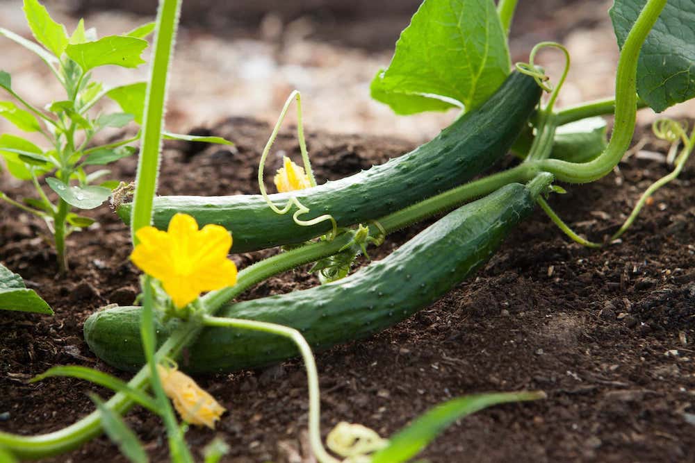 agricultural consultant